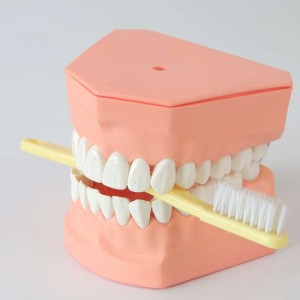Tooth model, μοντέλο επίδειξης Διάφορα βοηθητικά είδη